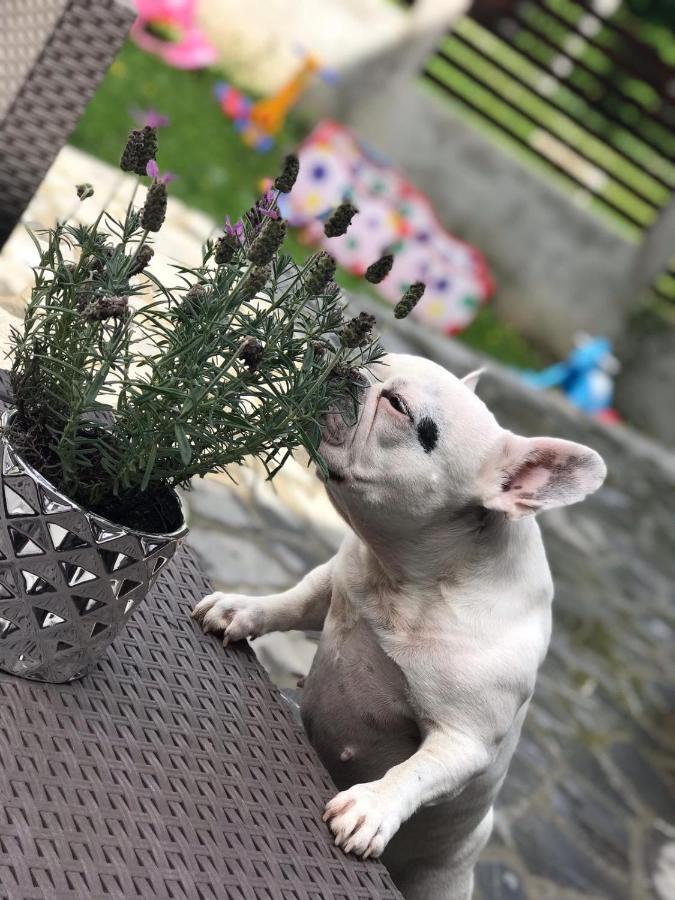 Vila Mama Jana Buşteni Exteriér fotografie